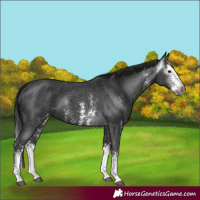 Horse Color:Gray Black Sabino Splash Appaloosa and Gray Black Sabino Splash Appaloosa Rabicano