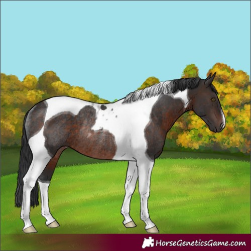 Horse Color:Brown Tobiano Rabicano 