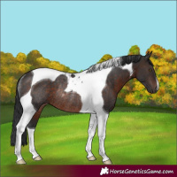 Horse Color:Brown Tobiano Rabicano 