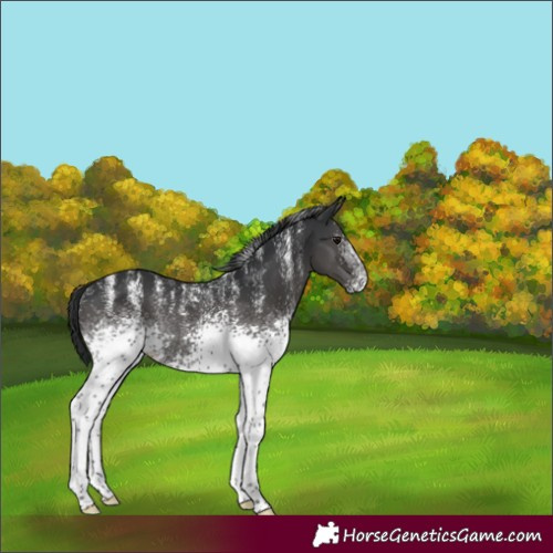 Horse Color:Powder White White Spotted Black Rabicano 