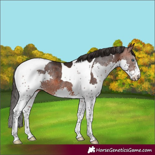 Horse Color:Brown Splash Tobiano Rabicano 