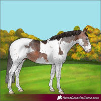 Horse Color:Brown Splash Tobiano Rabicano