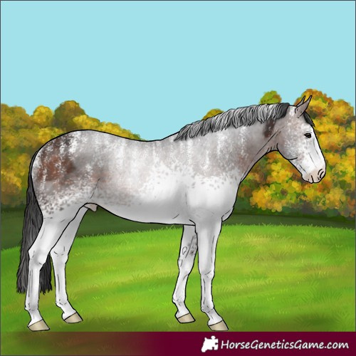 Horse Color:Powder White White Spotted Brown Rabicano