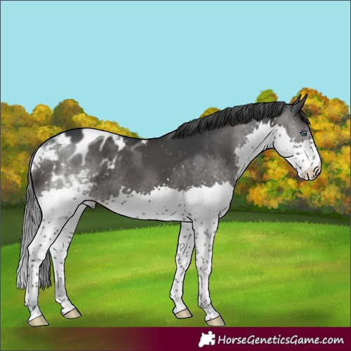 Horse Color:Black Splash Tobiano Appaloosa Rabicano