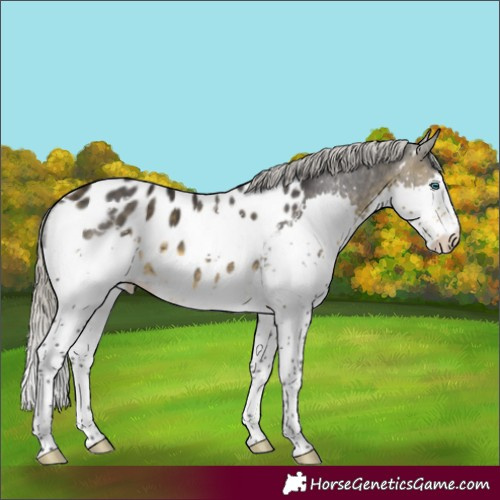 Horse Color:White Spotted Silver Buckskin Splash Appaloosa 