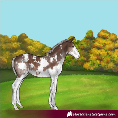 Horse Color:White Spotted Silver Black Splash Appaloosa 