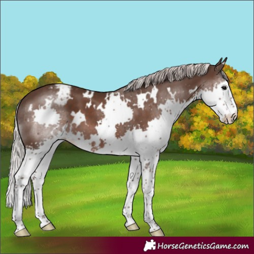 Horse Color:White Spotted Silver Black Splash Appaloosa