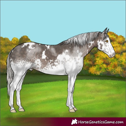 Horse Color:White Spotted Silver Black Appaloosa