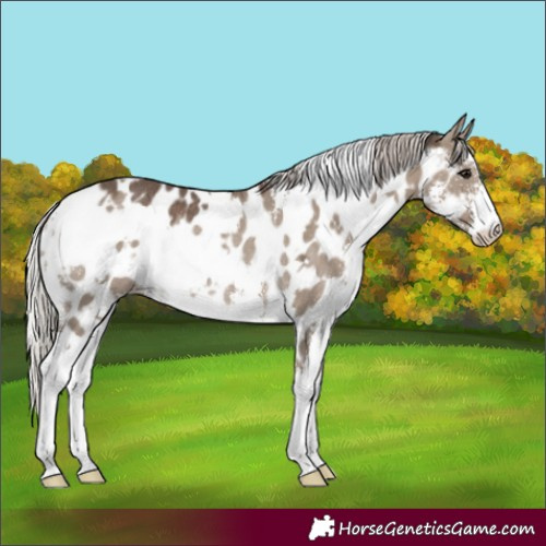 Horse Color:White Spotted Silver Grullo Sabino Appaloosa Rabicano