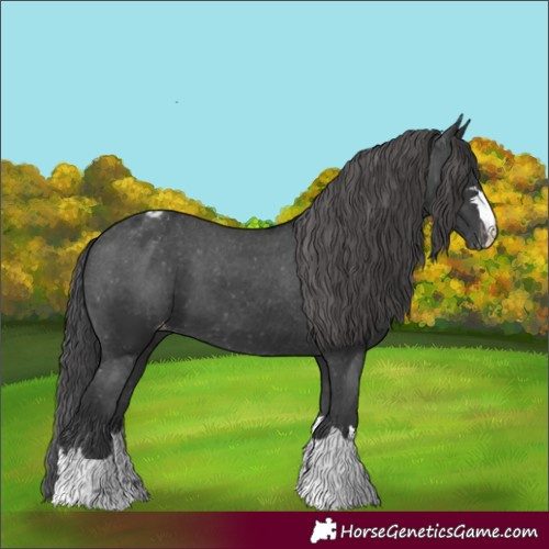 Horse Color:Black Appaloosa 