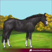 Horse Color:Smoky Black  and Smoky Black 