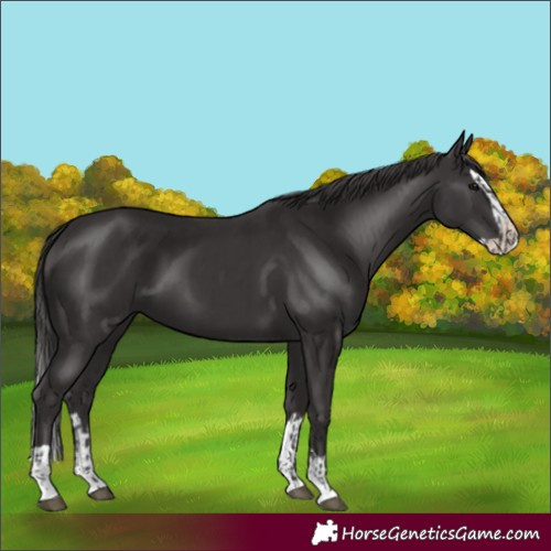 Horse Color:Smoky Black and Smoky Black Splash
