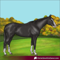 Horse Color:Smoky Black  and Smoky Black Splash 