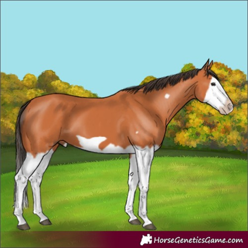 Horse Color:Bay Splash Frame 