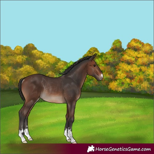 Horse Color:Brown Rabicano 