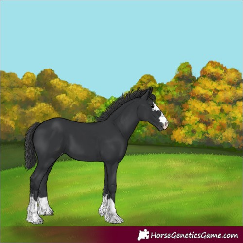 Horse Color:Black Appaloosa 
