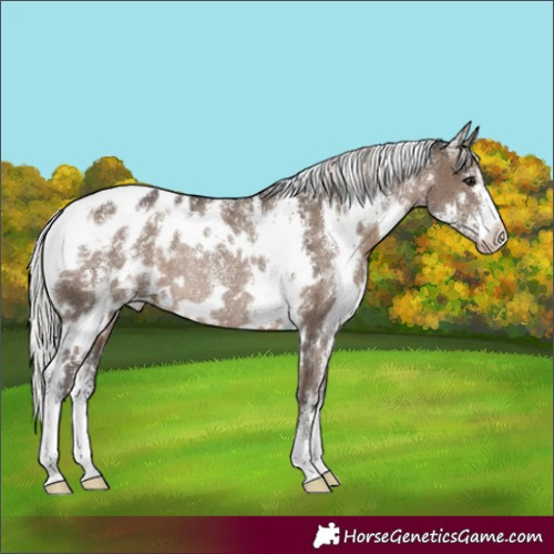 Horse Color:Powder White White Spotted Silver Grullo Appaloosa Rabicano 
