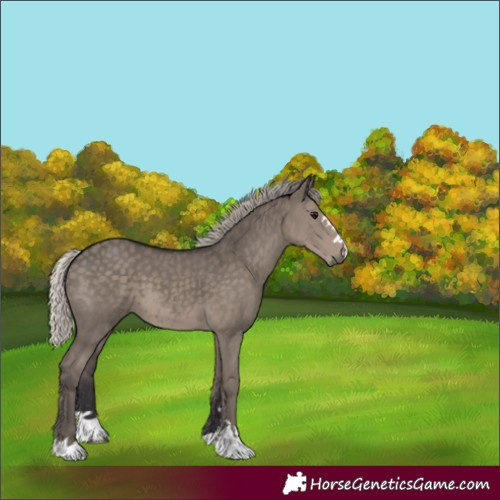 Horse Color:Silver Smoky Grullo 