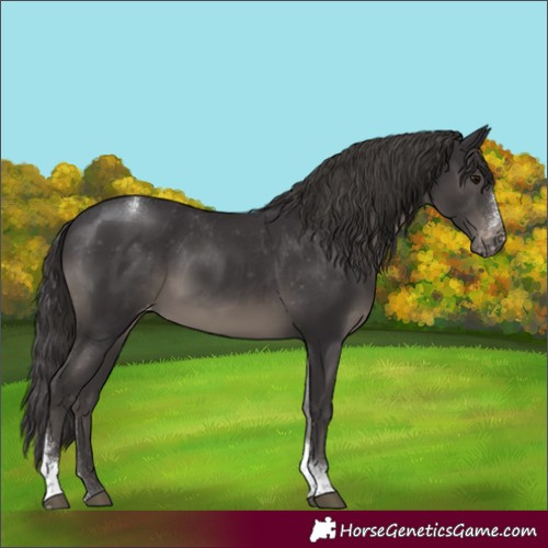 Horse Color:Smoky Black Sabino Tobiano Appaloosa