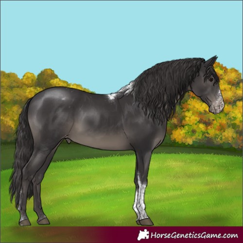 Horse Color:Smoky Black Sabino Tobiano Appaloosa Rabicano 