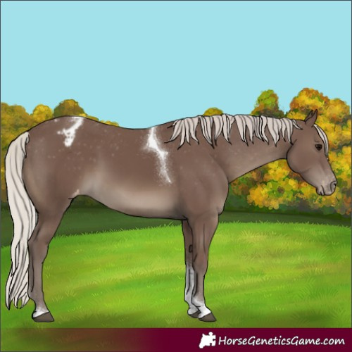 Horse Color:Silver Black Tobiano Appaloosa