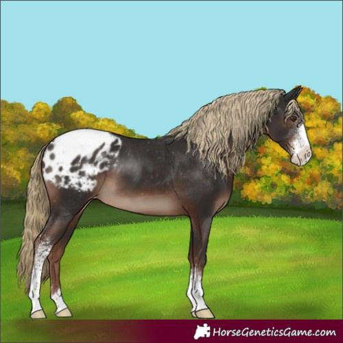 Horse Color:Liver Chestnut Sabino Appaloosa 
