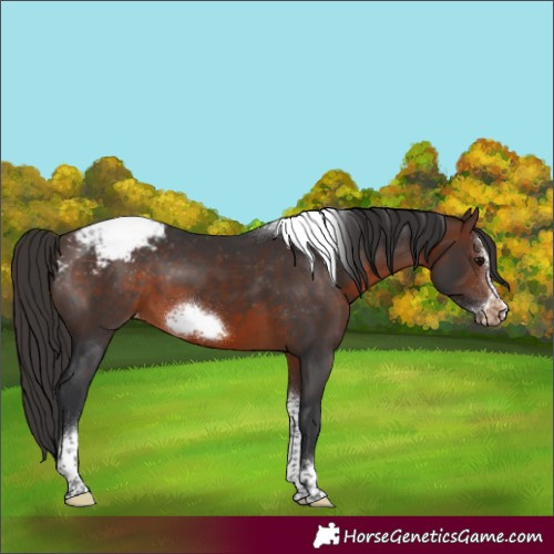 Horse Color:Brown Sabino Tobiano Frame Appaloosa 