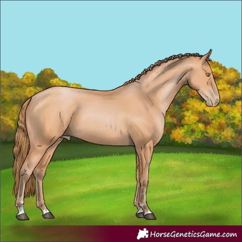 Horse Color:Bay Pearl