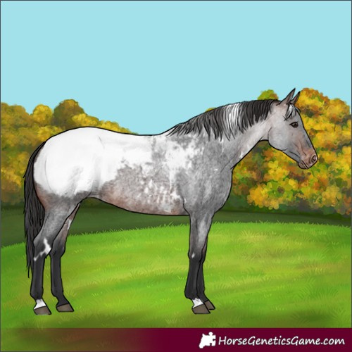 Horse Color:White Spotted Brown Roan Appaloosa