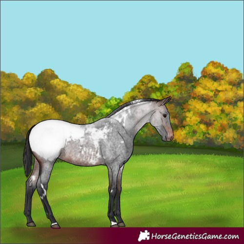 Horse Color:White Spotted Brown Roan Appaloosa 