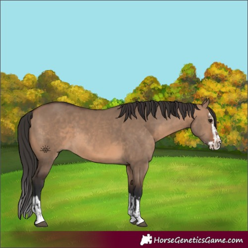 Horse Color:Unknown