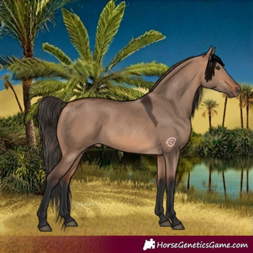Horse Color:Bay Dun 