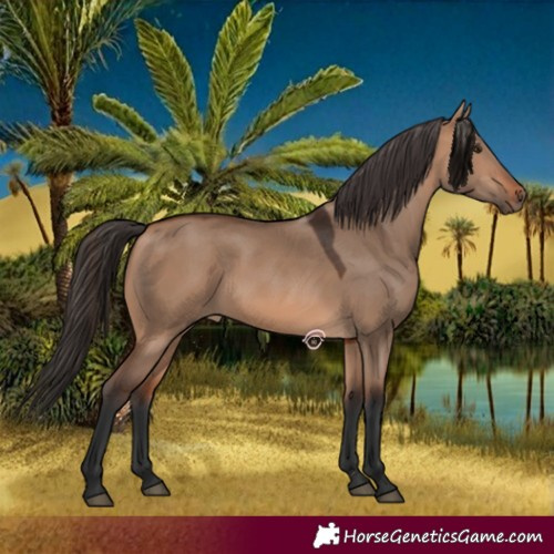 Horse Color:Bay Dun