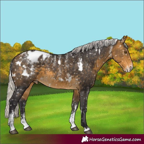 Horse Color:Powder White White Spotted Silver Buckskin Appaloosa 