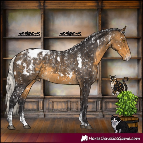 Horse Color:Powder White White Spotted Silver Buckskin Appaloosa