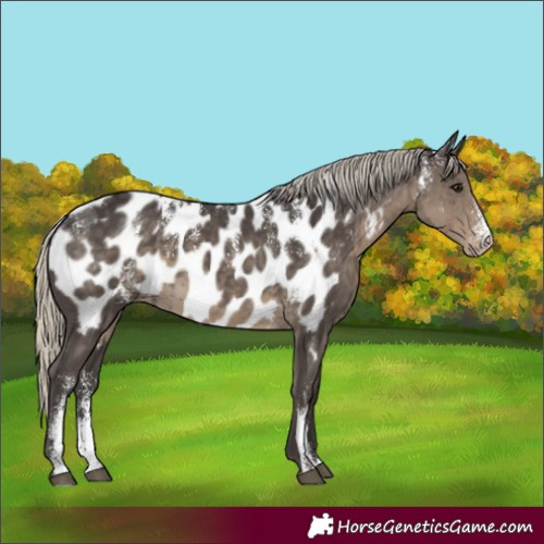 Horse Color:Powder White Silver Smoky Black Appaloosa 
