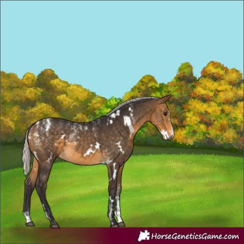 Horse Color:Powder White White Spotted Silver Buckskin 