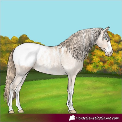 Horse Color:Powder White Perlino Appaloosa 