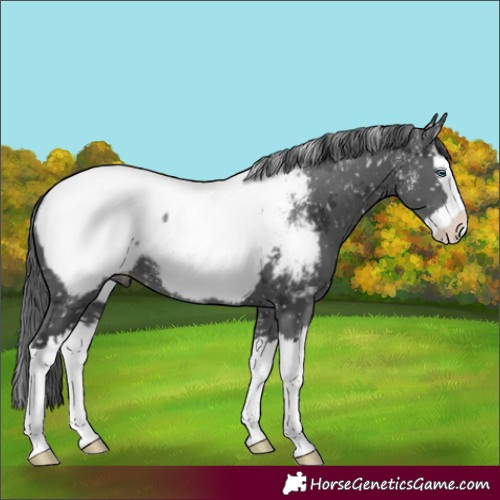 Horse Color:Unknown 