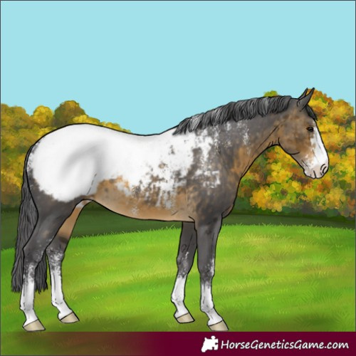 Horse Color:Powder White Buckskin Merle Appaloosa 