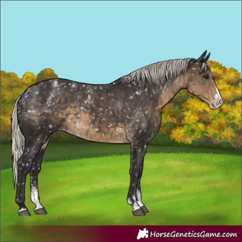 Horse Color:Powder White Silver Smoky Black Splash Appaloosa 