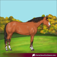 Horse Color:Bay 