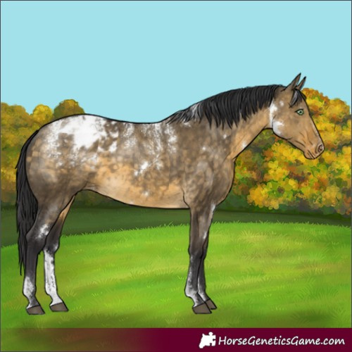 Horse Color:Powder White White Spotted Buckskin Dun Appaloosa Brindle 