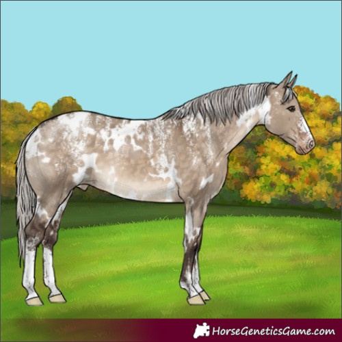 Horse Color:Powder White White Spotted Silver Brown Dun Appaloosa 