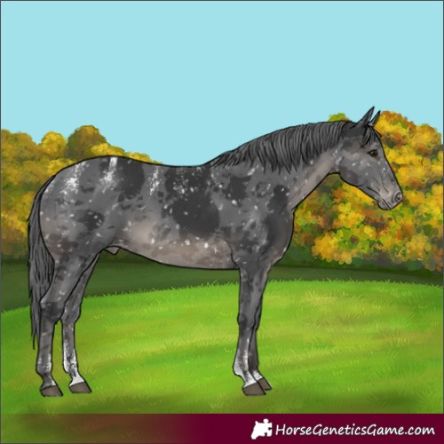 Horse Color:Powder White Black Merle Appaloosa Rabicano 