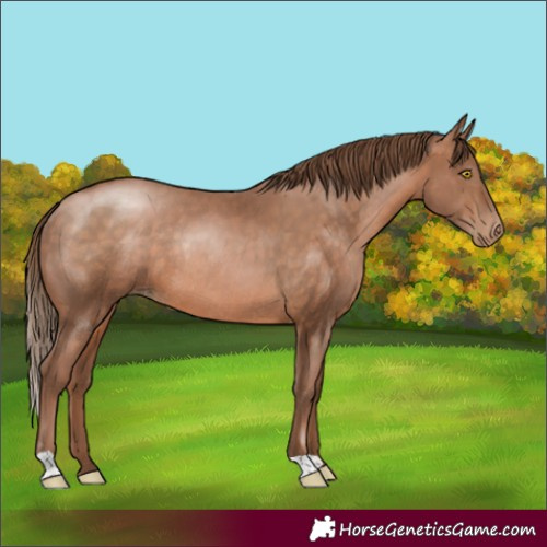 Horse Color:Brown Pearl Rabicano 