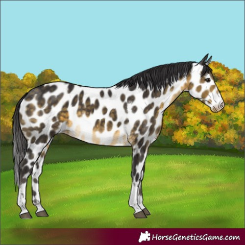 Horse Color:Buckskin Tobiano Appaloosa