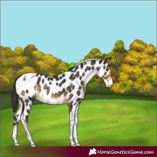 Horse Color:Buckskin Tobiano Appaloosa 