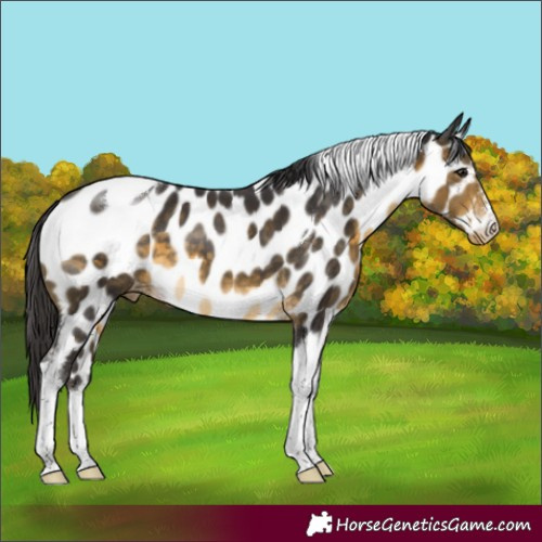 Horse Color:Buckskin Tobiano Near Leopard 