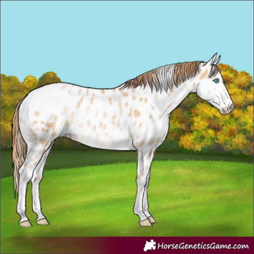 Horse Color:Buckskin Pearl Sabino Appaloosa Rabicano